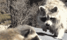 Raccoon Taking Baby GIF - Raccoon Taking Baby Bye GIFs