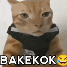 a cat wearing a harness with the words bakekok written on it .