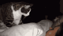 Cat Wakeup GIF - Cat Wakeup Hooman GIFs