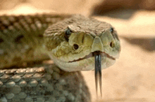 a close up of a snake with its tongue sticking out .