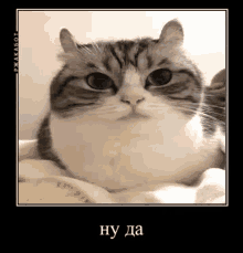 Comaru Cat GIF - Comaru Cat GIFs