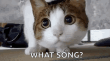 Cat Confused GIF