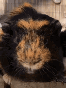 a close up of a black and orange guinea pig