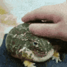 Toad Pet GIF - Toad Pet Pet Frog GIFs