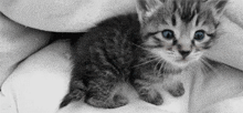 Mrau Cat GIF - Mrau Cat Kitten GIFs