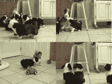 Dogs Cat GIF