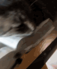 a close up of a cat 's paw on a table with a blurred background