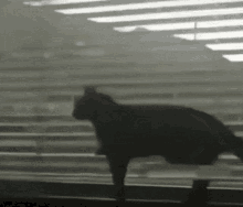 Cat Curtains GIF