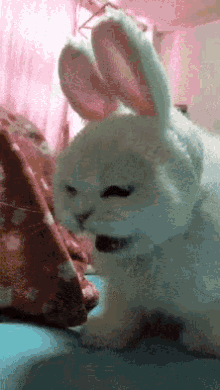 Gary Tay Cat GIF - Gary Tay Cat Costplay GIFs