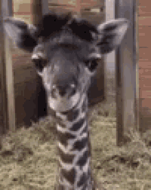 Giraffe Tongue Out GIF - Giraffe Tongue Out Baby GIFs