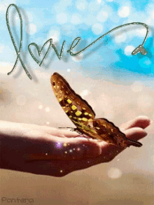Love Butterfly GIF - Love Butterfly Insect GIFs
