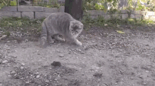 Cat Hunting GIF - Cat Hunting Mouse GIFs