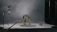 a wolf is standing in front of a checkerboard in a studio