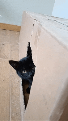 a black cat looks out of a cardboard box