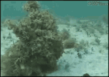 Under Water Sea Life GIF