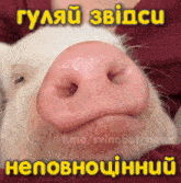 a picture of a pig with a large pink nose and the words " t.me/svinobot_new " below it