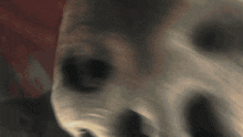 a close up of a skull with a hole in it 's nose and eyes .
