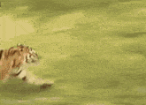Cow Tiger GIF - Cow Tiger Run GIFs