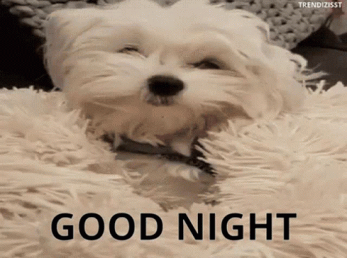 Good Night Cute GIF - Good Night Cute Dog - Discover & Share GIFs