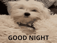 Good Night Cute GIF - Good Night Cute Dog GIFs