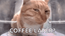 a cat is sitting in a glass bowl with the words `` coffee later ? '' written on it .