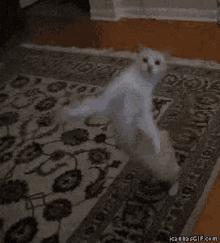 Contento Dance GIF - Contento Dance Cat GIFs