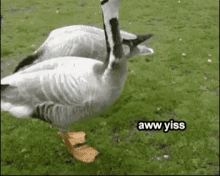 Breadcrumbs Duck GIF - Breadcrumbs Duck GIFs