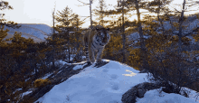 Siberia Siberian Tiger GIF - Siberia Siberian Tiger Tiger GIFs