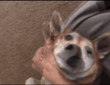 Opal Randal Dog GIF - Opal Randal Dog Randal GIFs