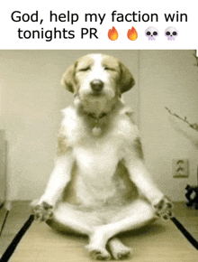 a dog sits in a lotus position with its eyes closed