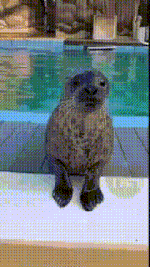 a seal is sitting on the edge of a pool and looking at the camera
