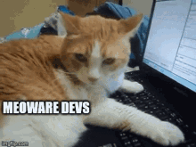 meoware cat funny cat devastated developer