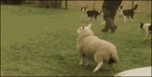 a sheep and a dog are running in a field with a 4gifs.com watermark