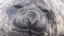 Sleepy National Geographic GIF - Sleepy National Geographic Up Close With King Penguins And Elephant Seals GIFs