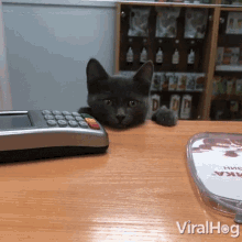 Cat On The Counter Viralhog GIF - Cat On The Counter Viralhog Cat Need Help GIFs