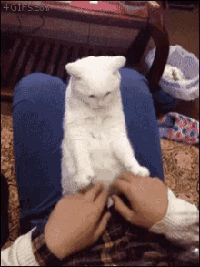 Kitten Cat GIF - Kitten Cat Shocked GIFs
