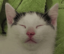 Sigma Sigma Face GIF - Sigma Sigma Face Cat GIFs