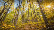 Just A Walk In The Woods Today GIF - Just A Walk In The Woods Today GIFs