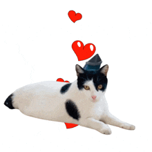 Cats Love GIF - Cats Love Hearts GIFs
