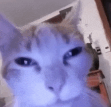 a close up of a cat 's face looking at the camera with a blurry background .