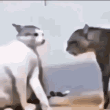 Jojo Cats GIF - Jojo Cats Cat GIFs