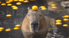capybara-orange.gif