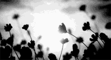 plant daisies anime black and white