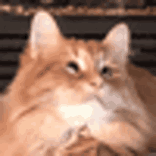 Todd Cat GIF - Todd Cat Crazy GIFs