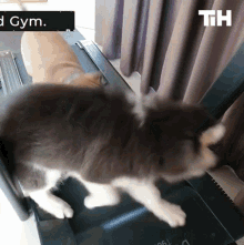 Exercise This Is Happening GIF - Exercise This Is Happening Treadmill GIFs