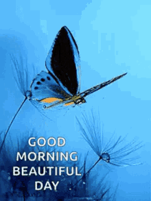 Good Morning Beautiful Day GIF - Good Morning Beautiful Day Butterfly GIFs