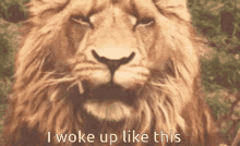 roar lion woke up like this big cat