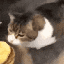 You Can Has Cheesburger Cat GIF