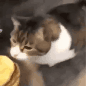 You Can Has Cheesburger Cat GIF - You can has cheesburger Cat 