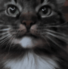 Silly Cat Licking Air GIF - Silly Cat Licking Air Tiktok GIFs